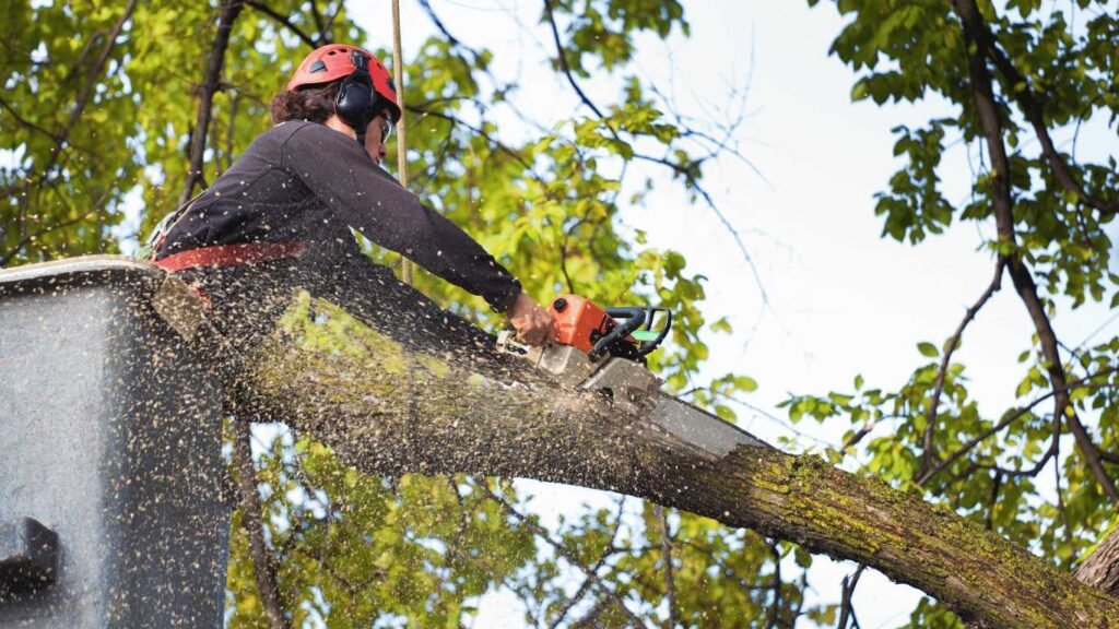 Tree removal in Lima